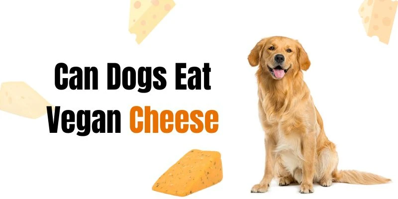 Can Dogs Eat Vegan Cheese