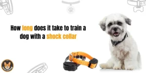 How long does it take to train a dog with a shock collar